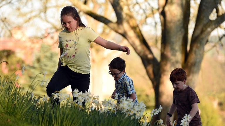 Three children walk among a slope covered in blooming narcissi, at Killerton, Devon